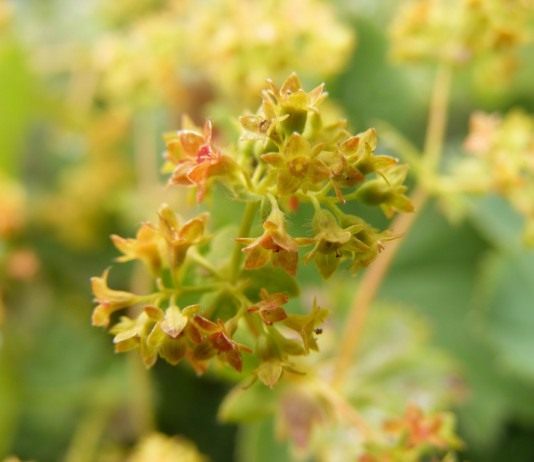 Манжетка - Цветник и ландшафт Манжетка