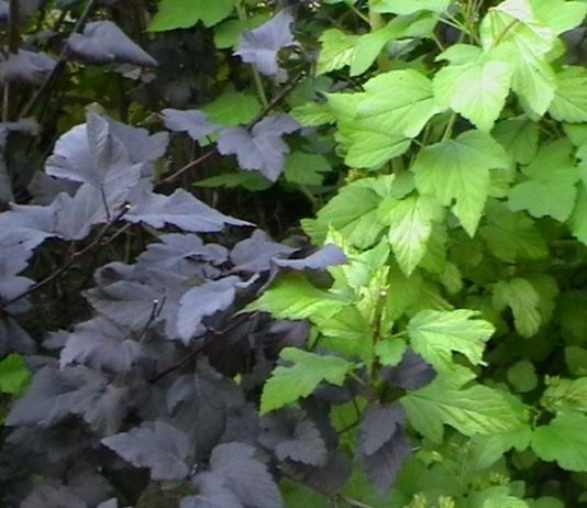 Пузыреплодник