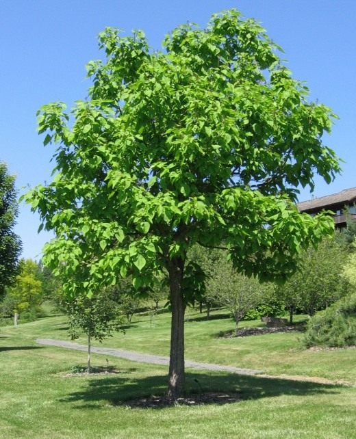 Катальпа прекрасная (Northern Catalpa)