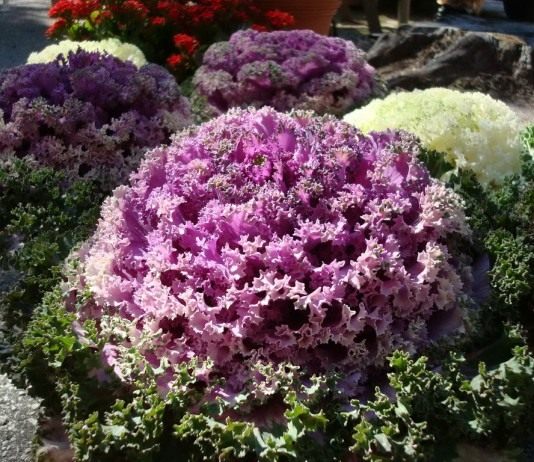 Декоративная капуста