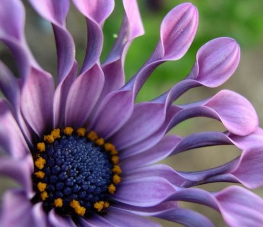 Африканская маргаритка, познакомьтесь-понравится! - Цветник и ландшафт Остеоспермум