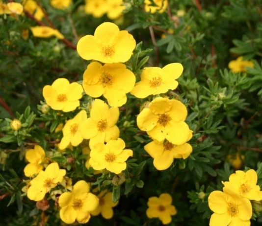 Курильский чай кустарниковый (Dasiphora fruticosa), или Лапчатка кустарниковая, или Пятилистник кустарниковый