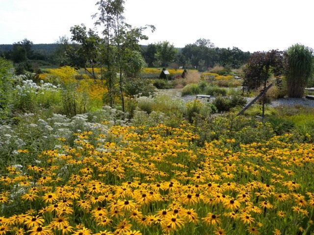 Рудбекия (Rudbeckia) Рудбекия (Rudbeckia)