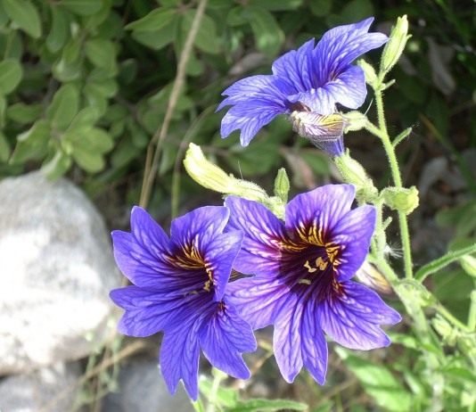 Сальпиглоссис (Salpiglossis)