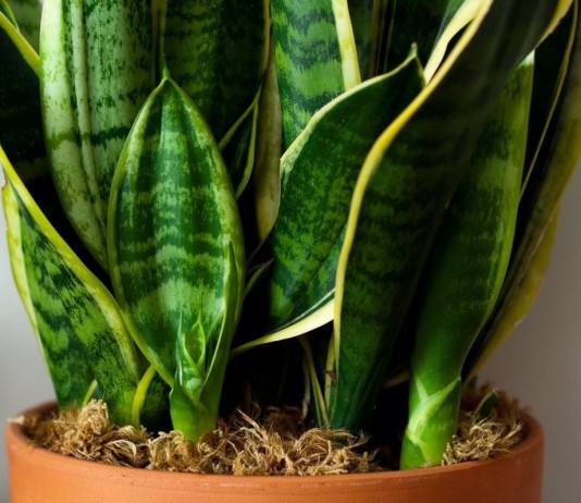 Сансевиера трехполосная (Sansevieria trifasciata)
