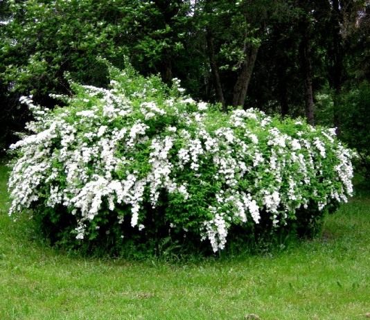 Спирея дубравколистная (Spiraea chamaedryfolia)