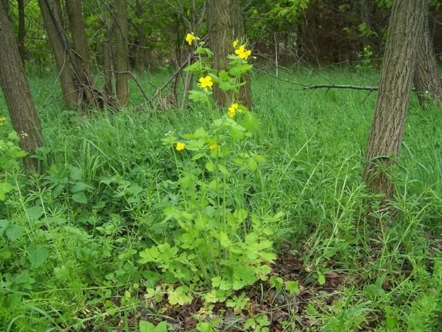 Чистотел (лат. Chelidonium)