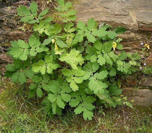Чистотел (лат. Chelidonium)