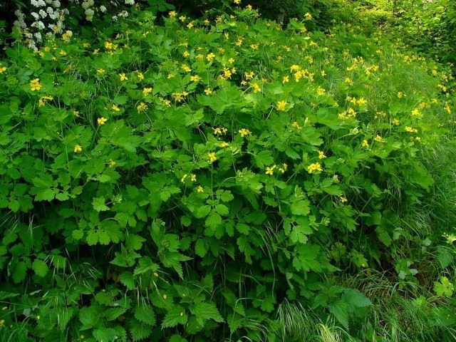 Чистотел (лат. Chelidonium)