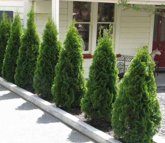 Удивительное дерево — туя - Цветник и ландшафт Туи западные «Пирамидальные»