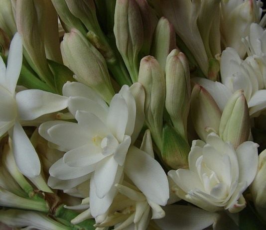 Забытый аромат туберозы - Цветы многолетние Тубероза