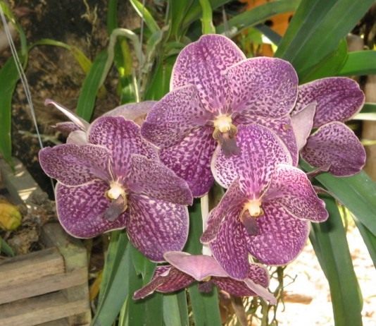 Орхидея Ванда