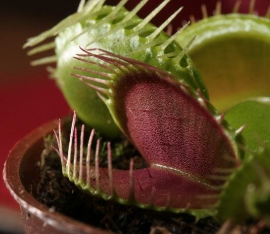 Венерина мухоловка (Venus Flytrap)