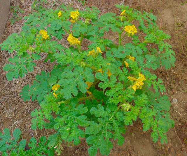 Паслён колючий (Solanum rostratum)