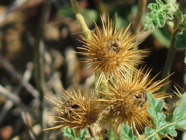 Паслён колючий (Solanum rostratum)