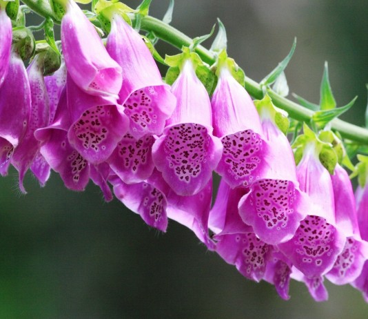 Наперстянка (Digitalis)