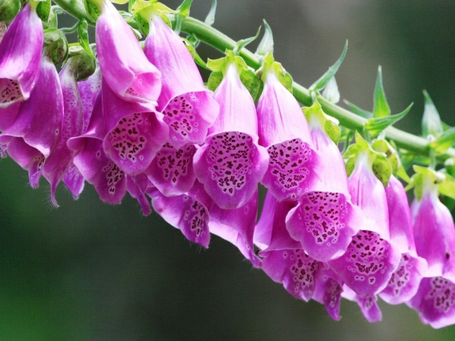 Наперстянка (Digitalis)
