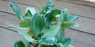 Бриофиллум чашечковидный (Bryophyllum pinnatum)