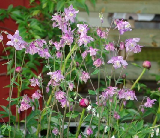 Растения открытого грунта в доме - Комнатные растения Аквилегия (Aquilegia)