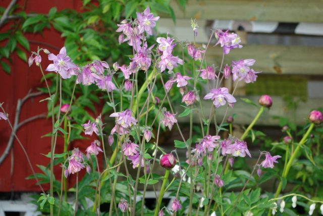 Аквилегия (Aquilegia) Аквилегия (Aquilegia)