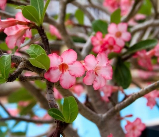 Адениум тучный (Adenium obesum)