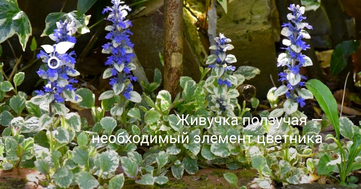 Жігіттерді соратын қыздардың суреттері