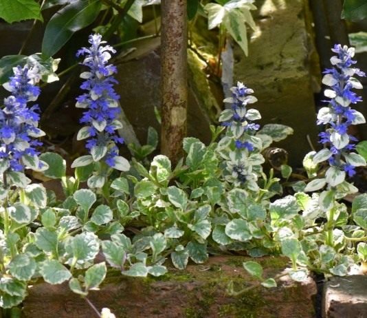 Живучка ползучая — необходимый элемент цветника - Цветы многолетние Живучка ползучая «Вариегата» (Ajuga reptans 'Variegata')