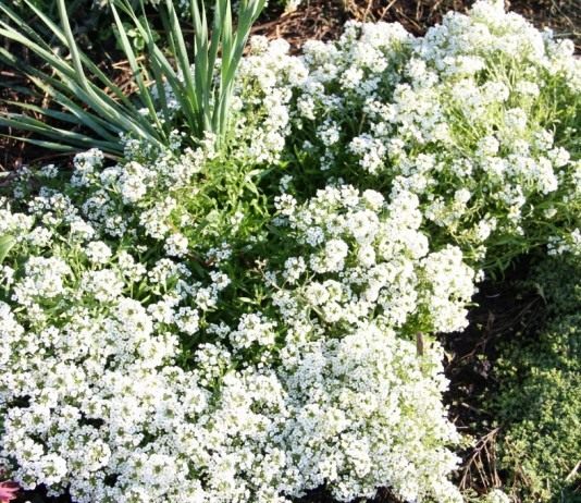 Алиссум «Снежный ковер»