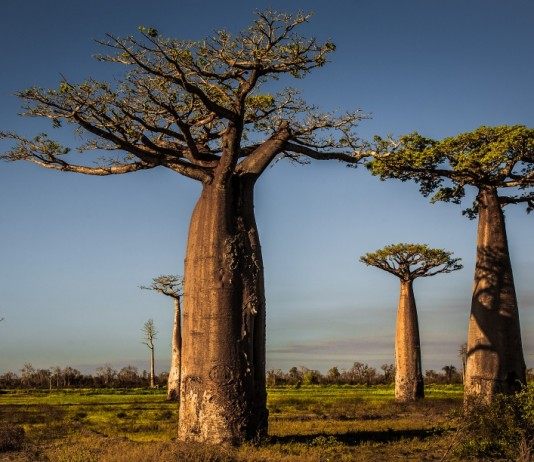 Баобабы