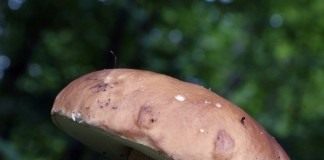 Белый гриб (Boletus edulis)
