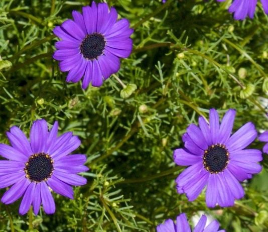 Брахикома - Цветник и ландшафт Брахикома