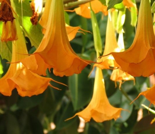 Бругмансия — душистая царица ночи - Красивоцветущие Бругмансия