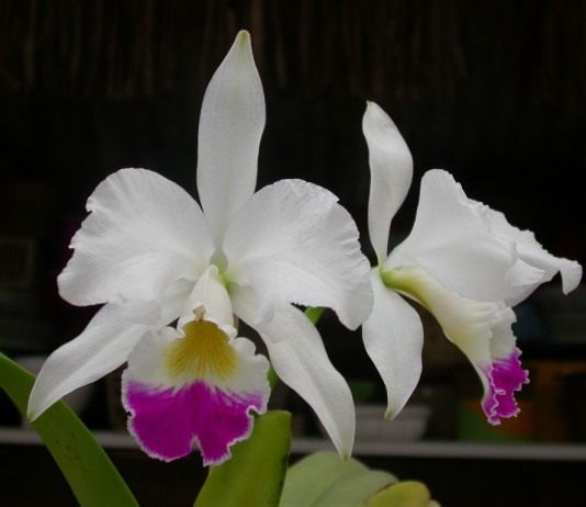 Фаворитка орхидей — каттлея - Комнатные растения Каттлея (Cattleya)