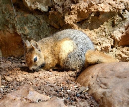 Белка персидская (Caucasian Squirrel)