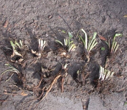 Разделенный корень Окопника