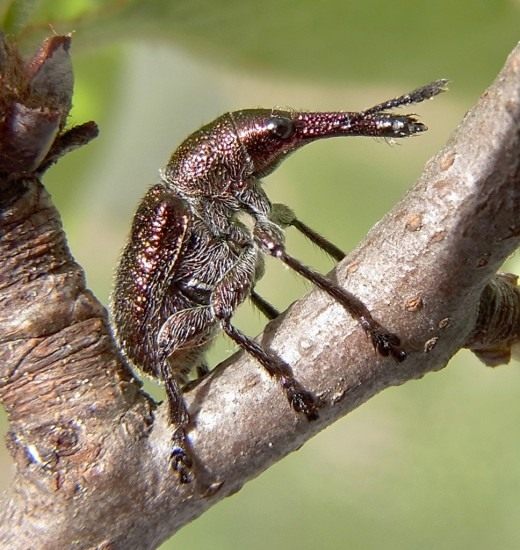 Вишнёвый слоник, или Вишнёвый долгоносик (Epirhynchites auratus)