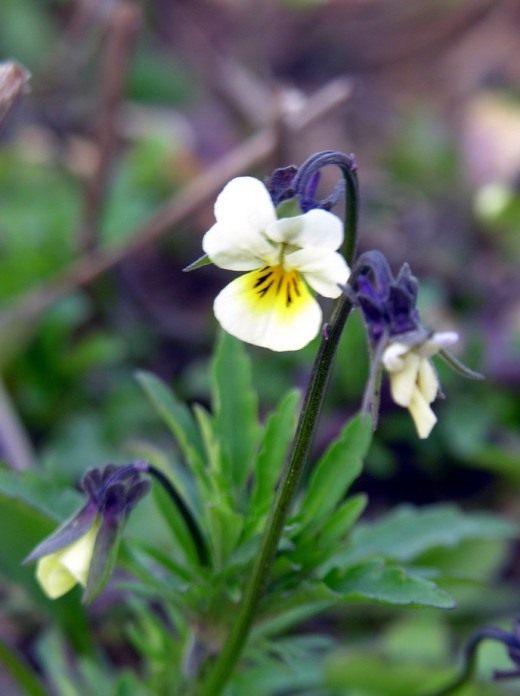 Фиалка полевая (Field pansy)