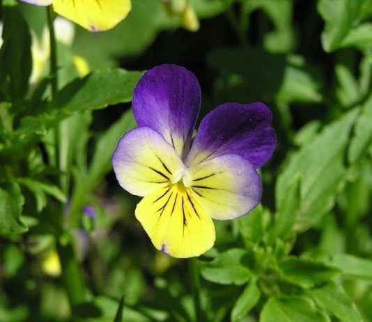 Фиалка трехцветная