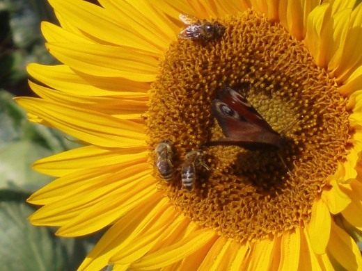Подсолнечник (Sunflower)