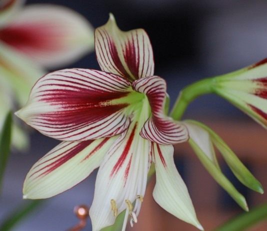 Гиппеаструм бабочка (Hippeastrum papilio)