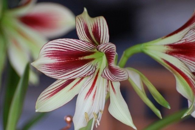 Гиппеаструм бабочка (Hippeastrum papilio)