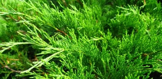 Можжевельник казацкий (Juniperus sabina)