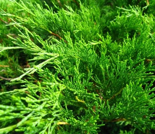 Можжевельник казацкий (Juniperus sabina)