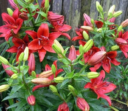 Соперница одежд царских - Цветы многолетние