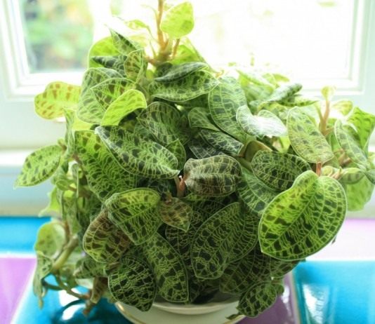 Домашняя драгоценность — Макодес - Комнатные растения Драгоценная орхидея макодес петола (Macodes Petola)