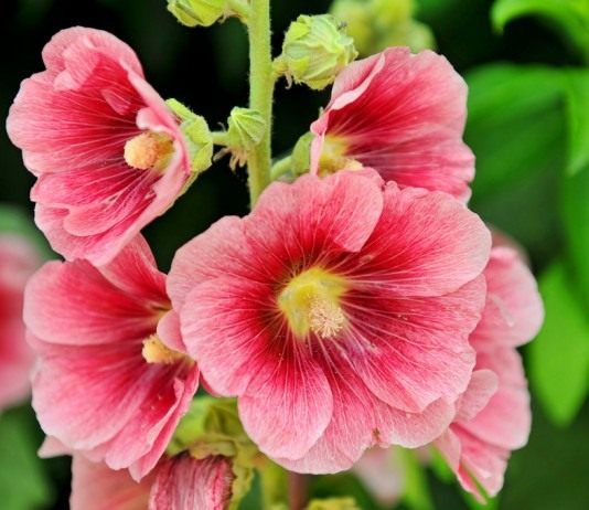 Мальва — однолетняя королева