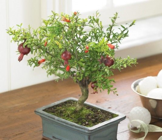 Гранат комнатный - Редкие и необычные Бонсай из граната обыкновенного