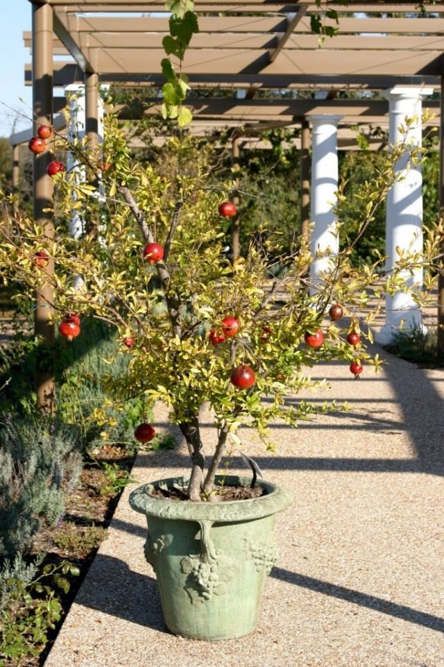 Гранат обыкновенный (Punica granatum)