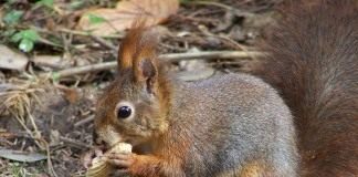 Белка обыкновенная (Red Squirrel)