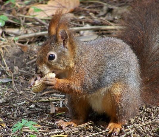 Белка обыкновенная (Red Squirrel)